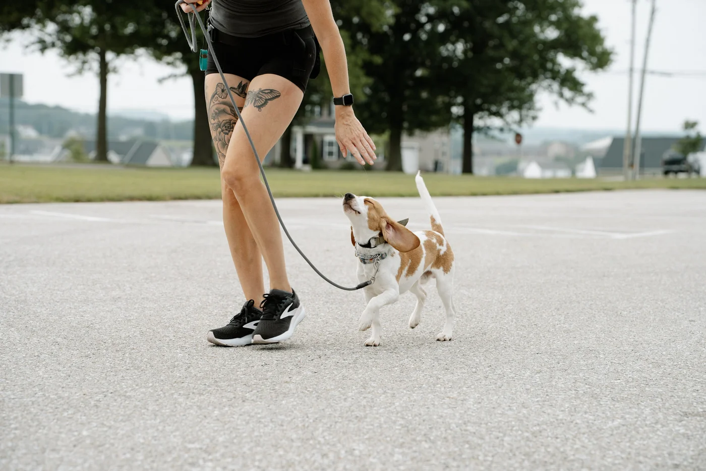 Rachel heeling a beagle on a loose leash in a car park