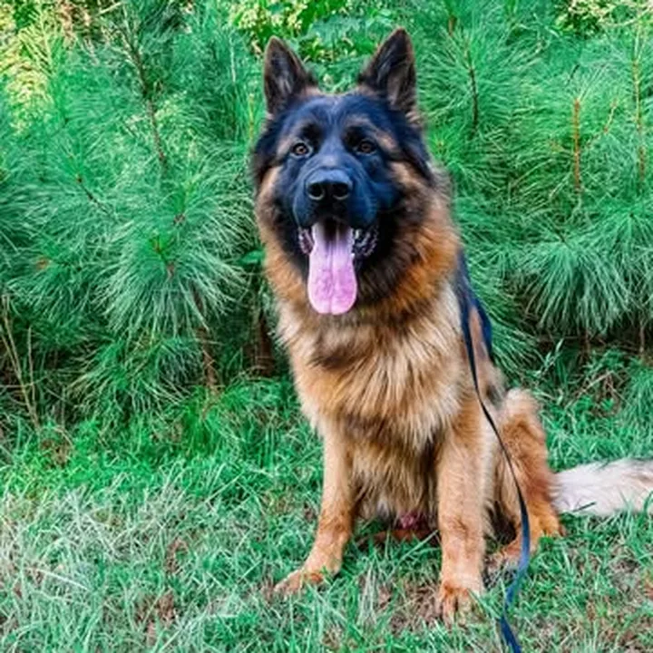 A K9aholics trainer working a dog through obedience in the Eastern Shore