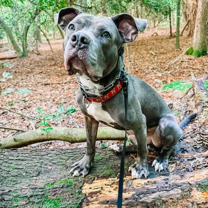 A dog steady on a loose leash during a K9aholics Maryland session