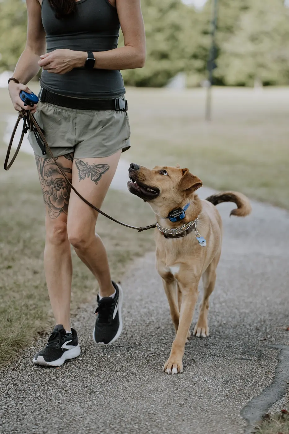 A dog in a board and train program with K9aholics